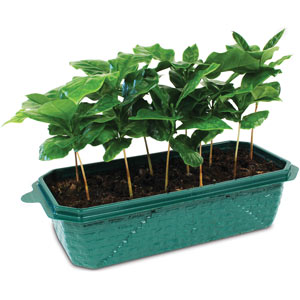 Grow Your Own Coffee Plant