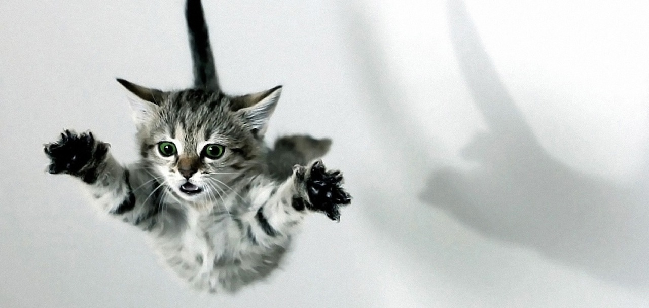 Flying Kitty