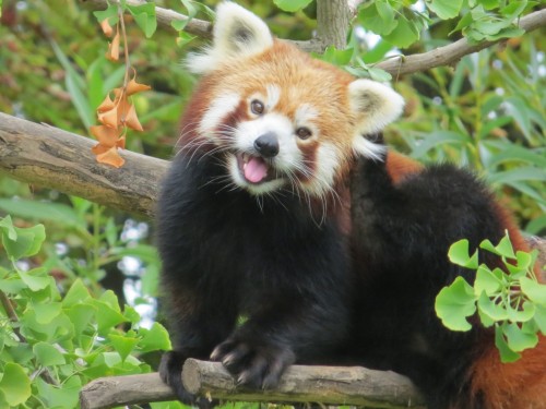 Red Panda