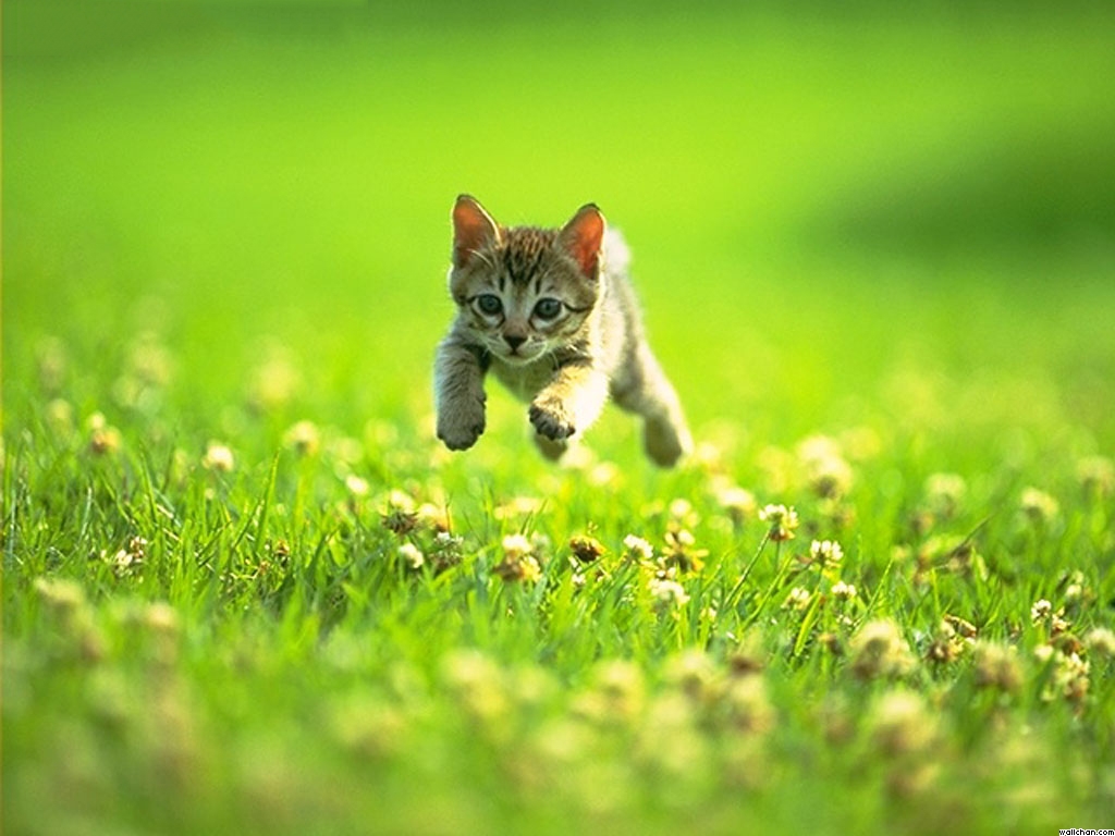 Kitty Running