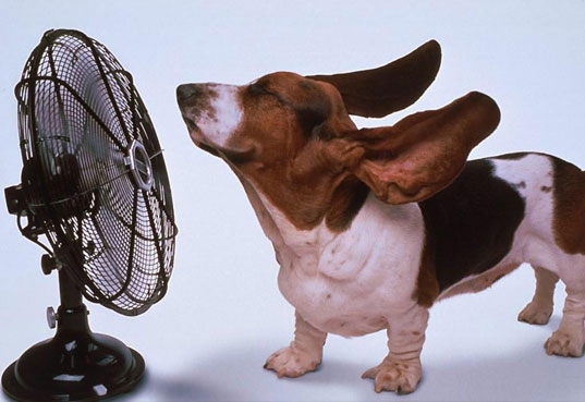 Doggies fighting summer heat